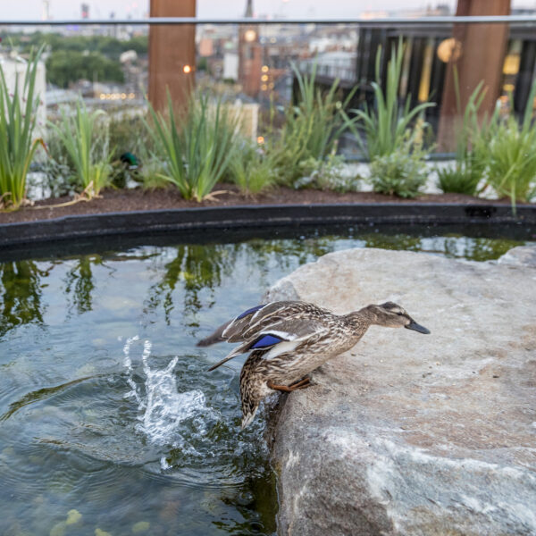 Ducks in a roof garden pond at Four Pancras Square, King's Cross
