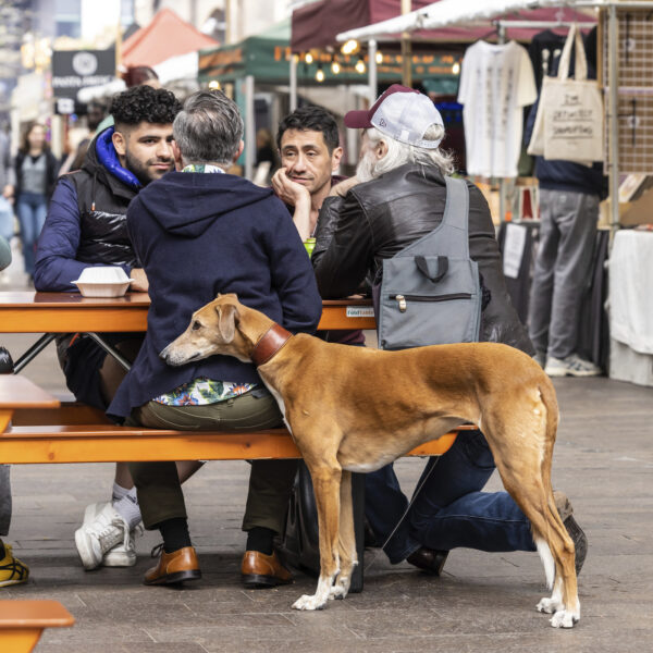 Patient dog, Canopy Market, King's Cross