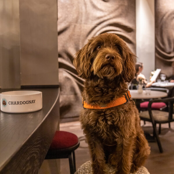 Dog at Porte Noire, Wine Cellar and bar at Gasholders, King's Cross