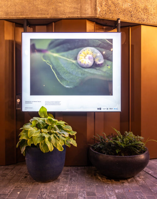 Nature Nurtures, an exhibition in the Lower Stable Street Lightboxes at King's Cross