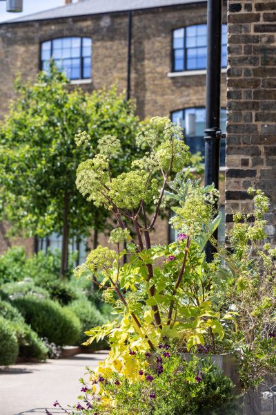 Detail of planting in Wharf Road Gardens, King's Cross