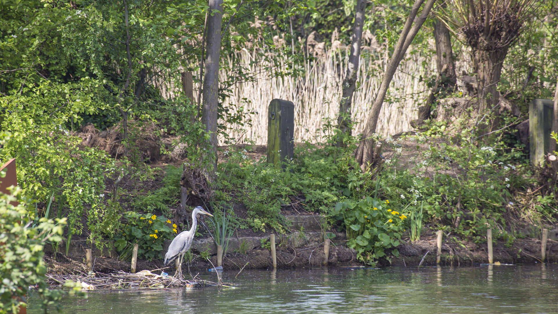 A heron fishing on The Regent's Canal beside Camley St Nature Park