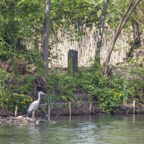 A heron fishing on The Regent's Canal beside Camley St Nature Park
